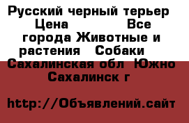 Русский черный терьер › Цена ­ 35 000 - Все города Животные и растения » Собаки   . Сахалинская обл.,Южно-Сахалинск г.